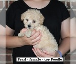 Small #1 Poodle (Toy)