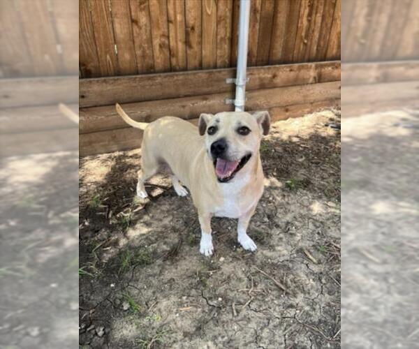 Medium Photo #1 Labbe Puppy For Sale in Plano, TX, USA