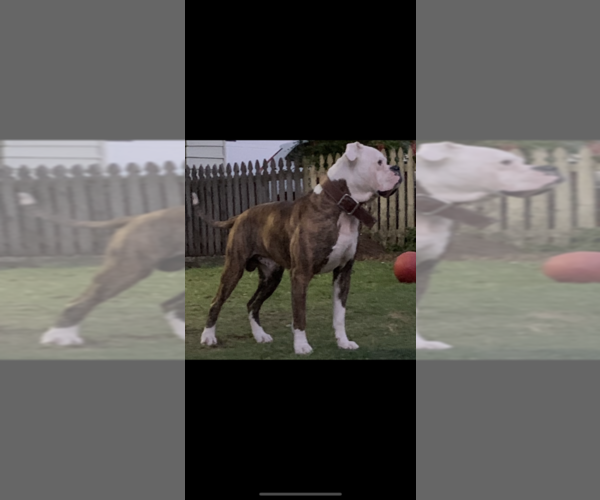 Medium Photo #7 American Bulldog Puppy For Sale in SOUTHERN PINES, NC, USA