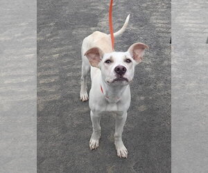American Pit Bull Terrier-Unknown Mix Dogs for adoption in Germantown, OH, USA