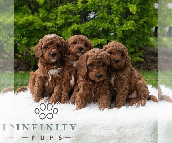 Medium Photo #6 Poodle (Miniature) Puppy For Sale in MADISONBURG, PA, USA