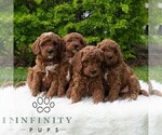 Small #5 Poodle (Miniature)
