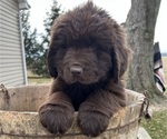 Small Photo #4 Newfoundland Puppy For Sale in ALVADA, OH, USA