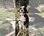 Small #1 Bernedoodle