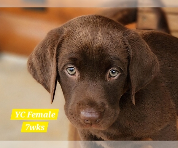 Medium Photo #90 Labrador Retriever Puppy For Sale in EDGEWOOD, TX, USA