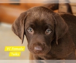 Small Photo #90 Labrador Retriever Puppy For Sale in EDGEWOOD, TX, USA