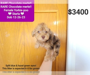 YorkiePoo Puppy for sale in TUCSON, AZ, USA