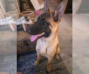 ROCKY - Male Mutt Dog for Adoption - Photo #4