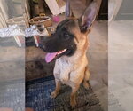 Small #3 Mutt