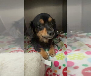 Cavalier King Charles Spaniel Dogs for adoption in San Diego , CA, USA