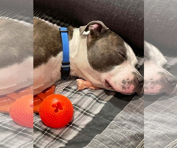 Medium Photo #2 American Pit Bull Terrier-Unknown Mix Puppy For Sale in Germantown, OH, USA