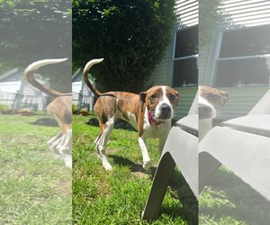 TREVE - Female Mutt Dog for Adoption - Photo #4