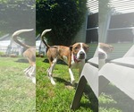 Small #3 Mutt