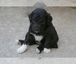 Small Photo #7 Poodle (Standard) Puppy For Sale in COLUMBUS, NE, USA