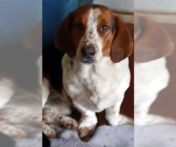 Medium Photo #2 Bagle Hound Puppy For Sale in Deepwater, NJ, USA