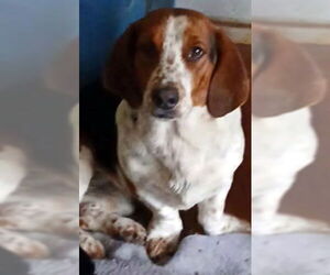 Bagle Hound Dogs for adoption in Deepwater, NJ, USA