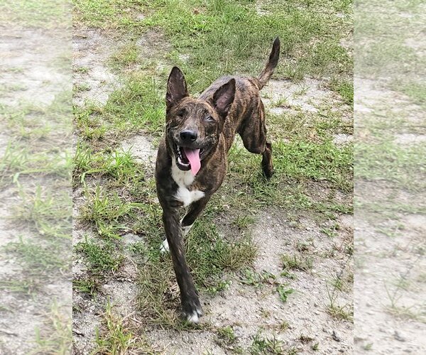 Medium Photo #13 Dutch Shepherd -Unknown Mix Puppy For Sale in Royal Palm Beach, FL, USA
