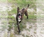 Small #12 Dutch Shepherd  Mix