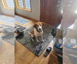 Small #7 Coonhound