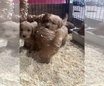 Puppy Puppy 2 Goldendoodle (Miniature)