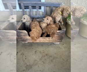 Goldendoodle Puppy for Sale in ESCALON, California USA
