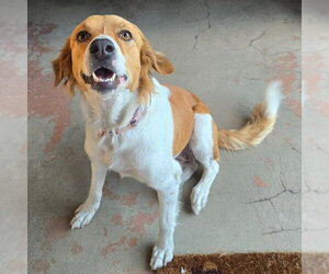 Collie-Labrador Retriever Mix Dogs for adoption in Washington, DC, USA