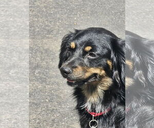 Markiesje-Spaniel Mix Dogs for adoption in Oakhurst, NJ, USA