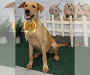 Mutt Dogs for adoption in Mt. Laurel, NJ, USA