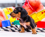 Small #2 Dachshund