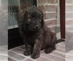 Puppy Benny Golden Newfie Doodle