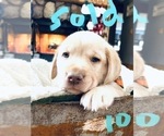 Small Photo #12 Labrador Retriever Puppy For Sale in LINDEN, MI, USA