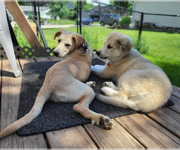 Medium Photo #3 Golden Retriever-Unknown Mix Puppy For Sale in Minneapolis, MN, USA