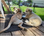 Small #2 Golden Retriever Mix