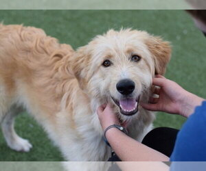Labrador Retriever-Unknown Mix Dogs for adoption in Brewster, NY, USA