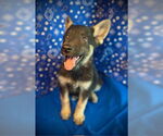 Small #3 Australian Kelpie Mix