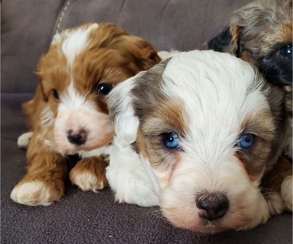 Medium Photo #17 Bernedoodle (Miniature) Puppy For Sale in LEETONIA, OH, USA