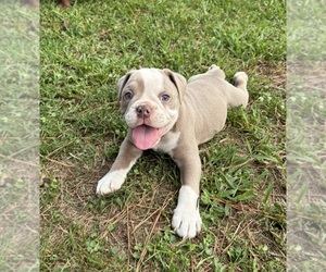 Olde English Bulldogge Puppy for sale in ADAMSVILLE, AL, USA