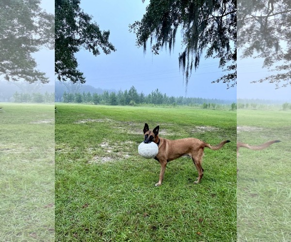 Medium Photo #2 Mutt Puppy For Sale in Stevens Point, WI, USA