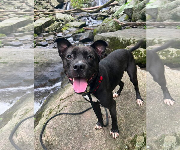 Medium Photo #9 Mutt Puppy For Sale in Rockaway, NJ, USA