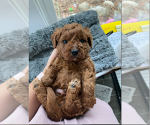 Cavapoo Puppy for sale in EVANS, GA, USA