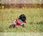 Small #6 Pug