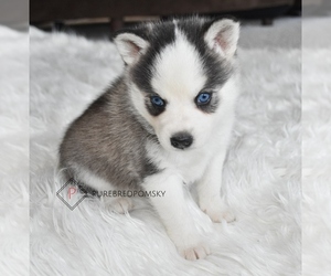 Pomsky Puppy for sale in KANSAS CITY, MO, USA