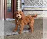Small #2 Goldendoodle