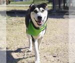 Small Chinese Shar-Pei-Huskies  Mix