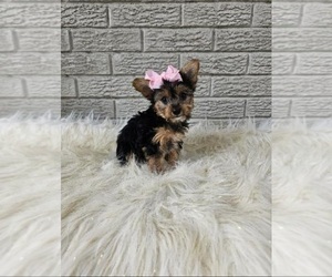 Yorkshire Terrier Puppy for sale in INDIANAPOLIS, IN, USA