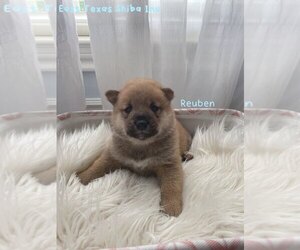 Shiba Inu Puppy for sale in CARTHAGE, TX, USA