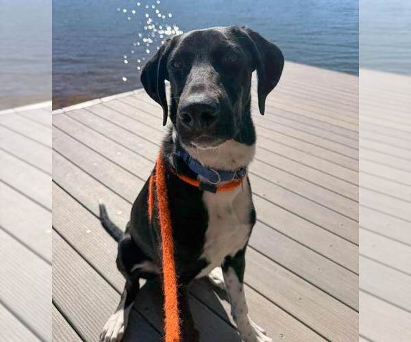 Medium Photo #8 Borador Puppy For Sale in Kennesaw, GA, USA