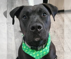 Radar - Adopt  Me! - Male American Staffordshire Terrier-Unknown Mix Dog for Adoption - Photo #12