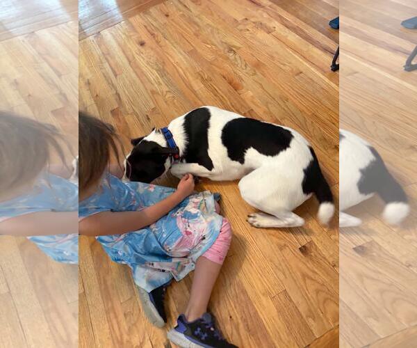 Medium Photo #4 Labrador Retriever-Unknown Mix Puppy For Sale in Coldwater, MI, USA