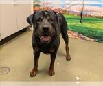 Small Rottweiler Mix